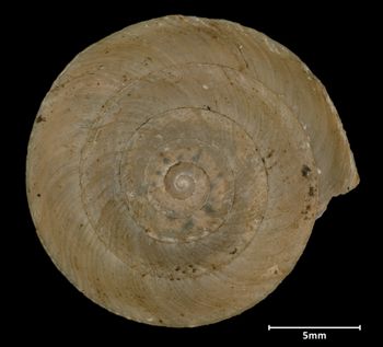 Media type: image;   Malacology 32522 Aspect: apical